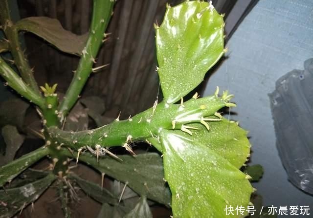 冬季养千本剑|千本剑冬季不容易养?5点做好后,叶绿苗更壮