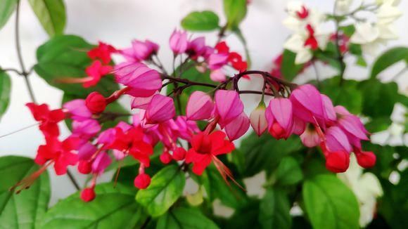 名字超霸气的花 开花一串接一串 还能吐出小珠子 快资讯