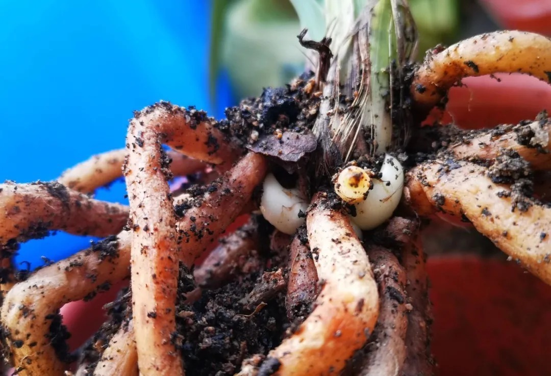芦头|兰花易得茎腐病，和植料粗细有关？兰友：真正的原因只有3条