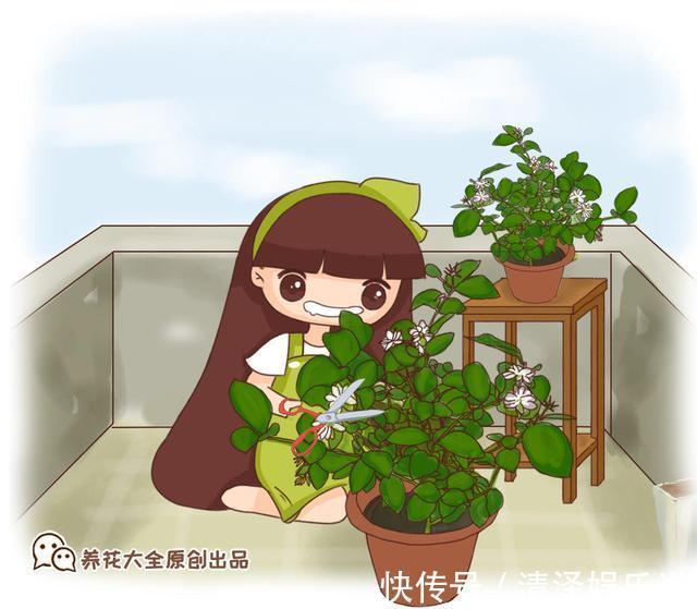 茉莉|茉莉花能开150天,学会2个“技巧”,你也能做到!