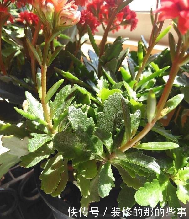 长寿花|让长寿花开花,做好“两点”,叶子又绿又壮,花苞多开花快