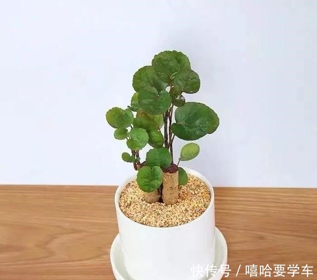 适合过年购买的8种招财植物,好看又吉祥!