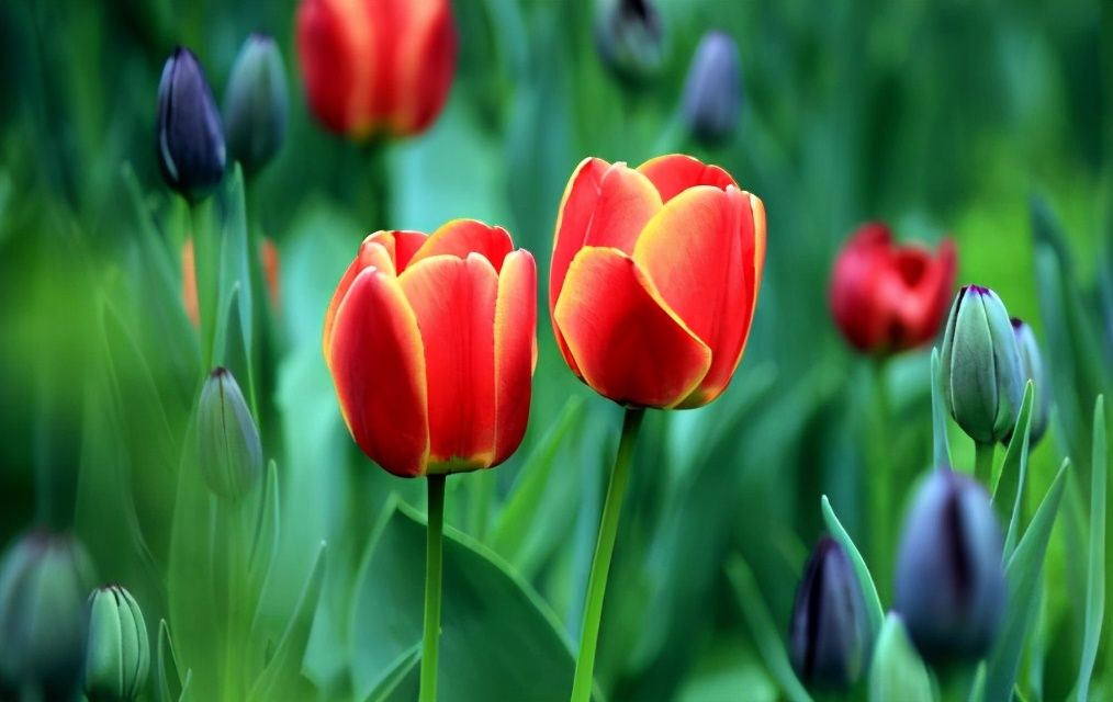 病态|真正聪明的人，与人打交道时，不说以下五种话