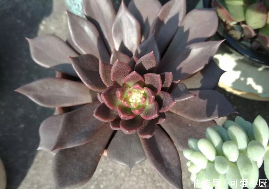 多肉盆栽植物:多肉品种太多了,简单分成6大类,看完再也养不死