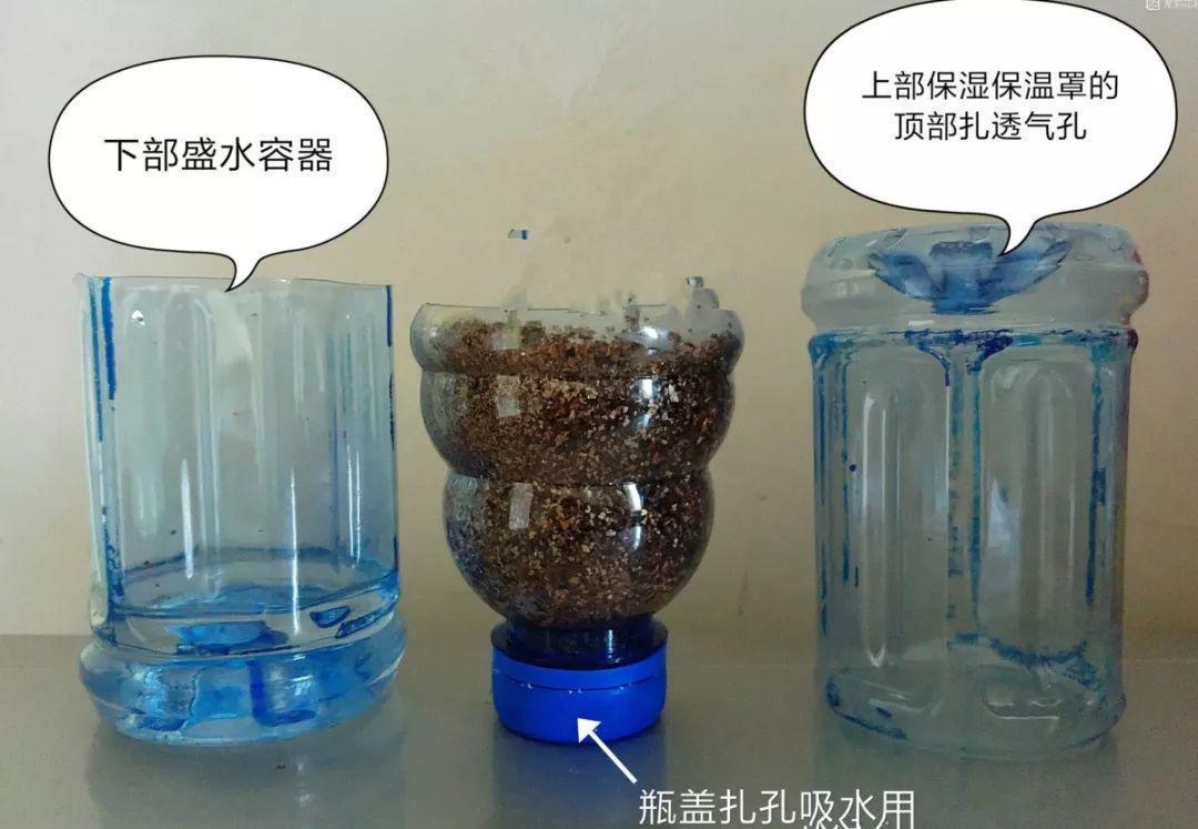 1个塑料瓶，居然有8种养花方法，省钱又好用！