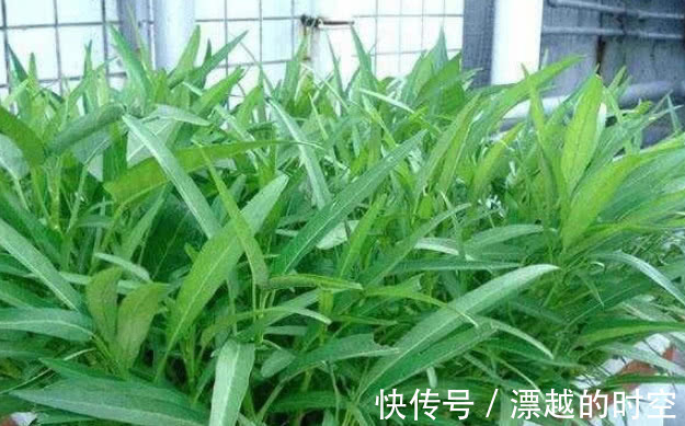 “5种菜”种阳台,漂亮又好养,吃了一茬又一茬,夏天不用出门买