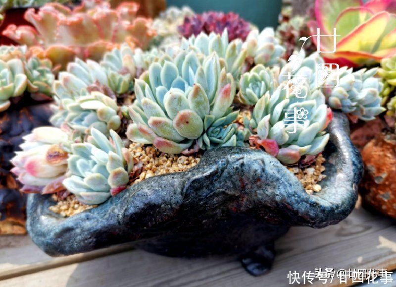 新手养多肉，这事很关键，掌握好事半功倍，但容易被忽略