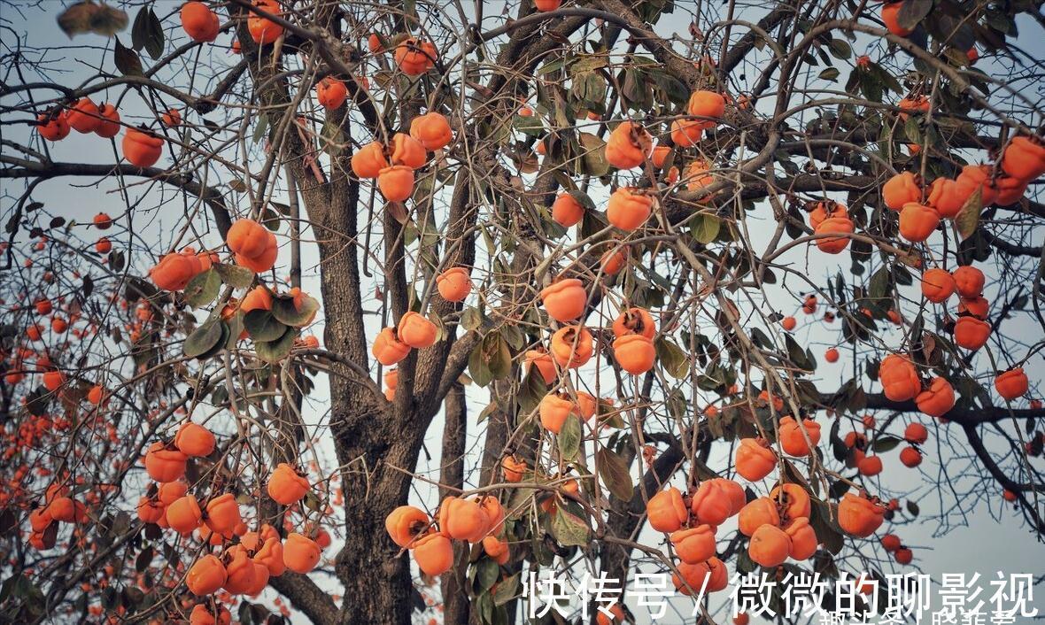 7种“旺宅树”,家有空地建议种一棵,能吃好看,旺财添福寓意好