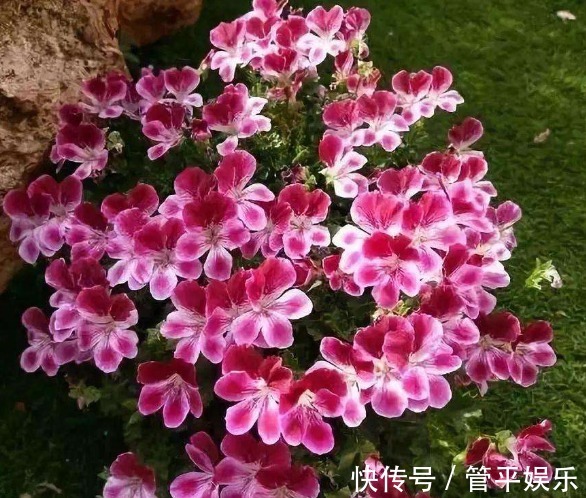 1种花“独受宠”,一开300天,比菊花好养又耐旱,新手也能养爆盆