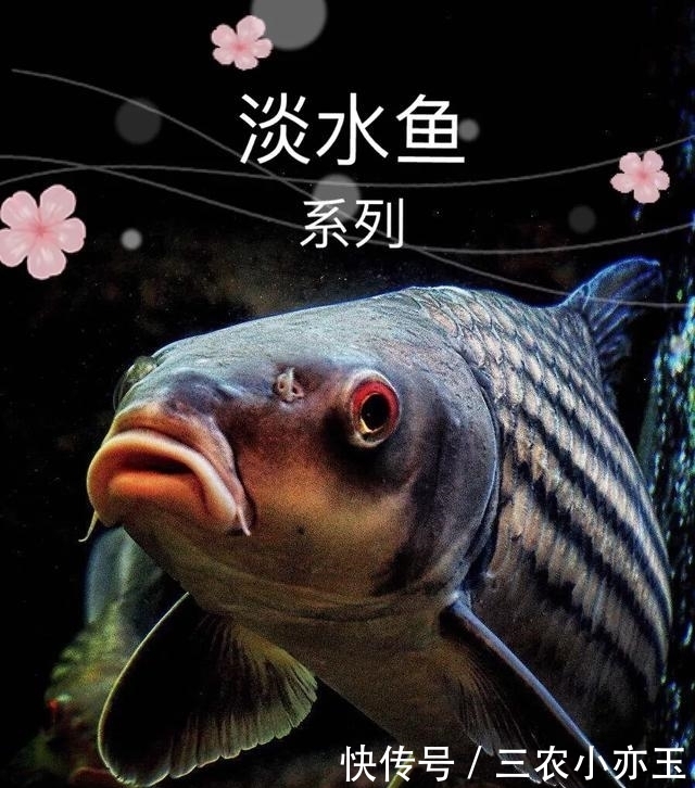 淡水鱼|淡水鱼介绍系列之(十)罗非鱼