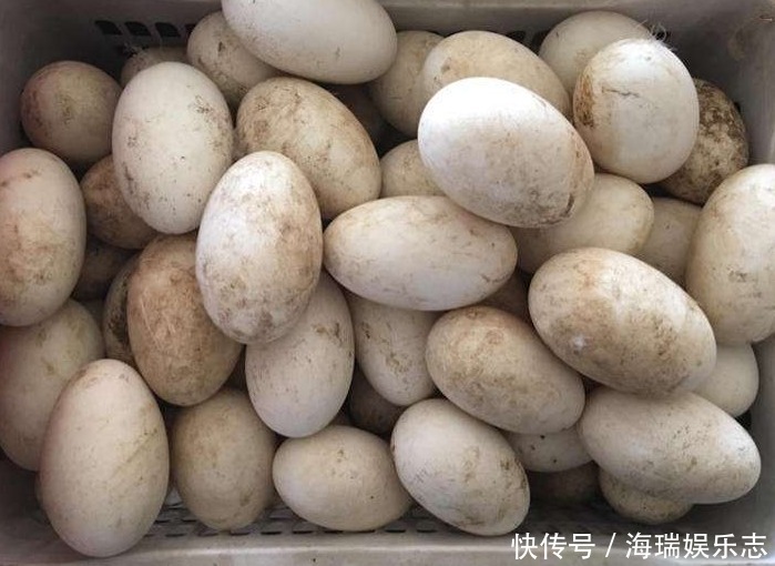食用|怀孕后,孕妇什么时候吃“鹅蛋”效果最好有个时间最好别不了解