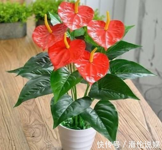 红掌|聪明人都养4种花,镇宅旺财添富贵,缓解眼部疲劳,还防辐射!