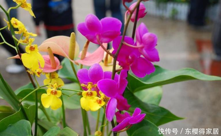 冬天常见的4种“年宵花”别停肥,养不好都是“缺肥”导致的!