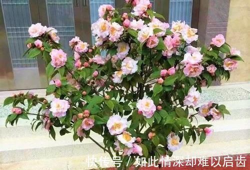 达人|养花达人养花,就喜欢在盆里埋点它,养啥都旺,比花肥都强!