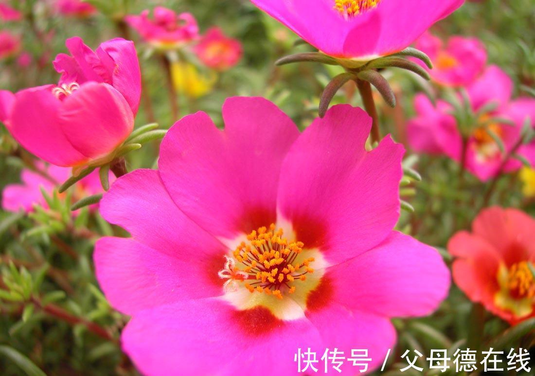 养花，酵母粉能增加土壤中的养分，使花长得更茂盛