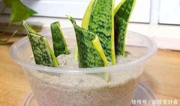 月季|8种花不用花钱买,掐片叶、剪根枝,找个花盆种起来,家里放不下!