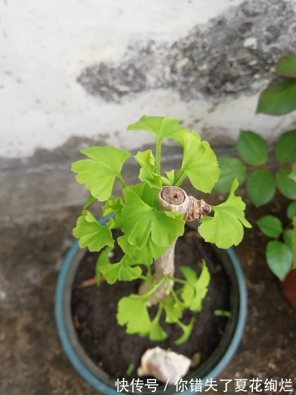 龙骨|能活几十年的花,家里养一盆,还能养成传家宝