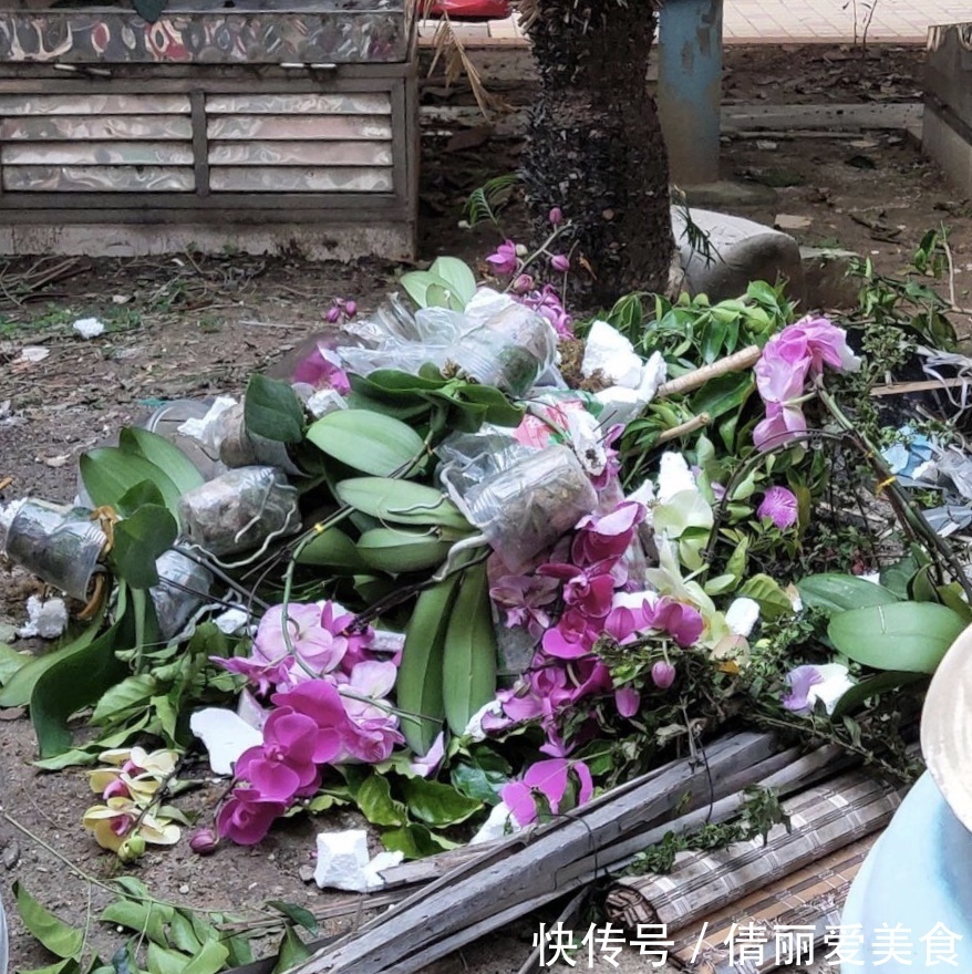 出门最容易“捡到”的5种花，拿回家剪几刀，不花钱成好看盆栽