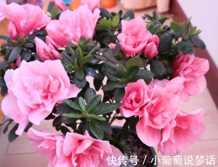 龙沙宝石|4种花颜值高又好养,随便一养成花海,花开一茬接一茬!