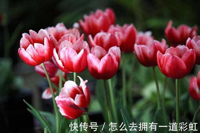 这2类花不能养，家里有尽快修剪或者搬走，对家人不好