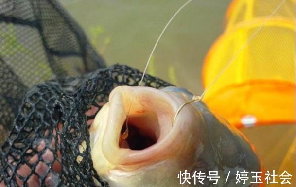 江河|江河钓鱼别担心钓不到鱼,“面饵”的制作和用饵技巧全在这里了!
