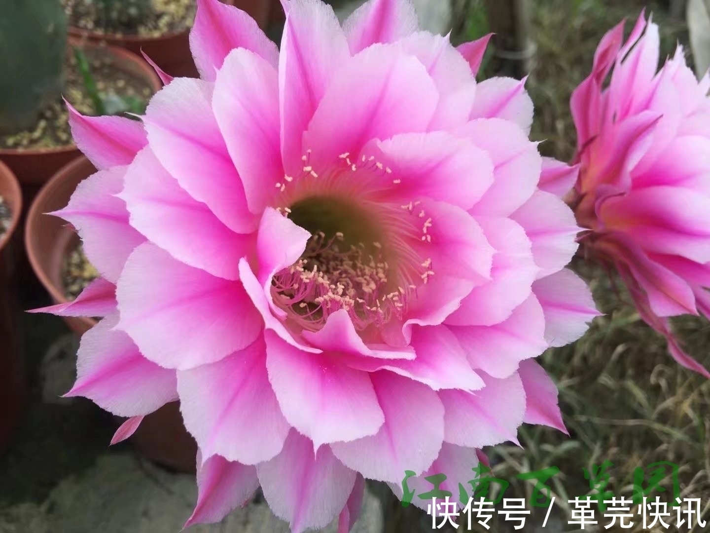 风雨兰|3种花,越热越开花,越晒越开花,花色丰富又鲜艳