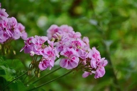 花色|养花试试这几款，花色多变，犹如流星雨划过的天空