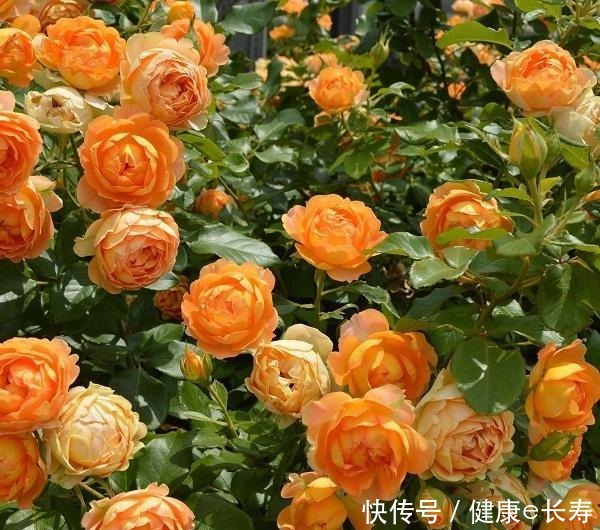 25个抗性超好的月季品种,又好养开花有多,新手好养适合盆栽!