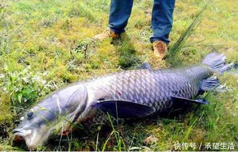 养殖|青鱼是淡水鱼中的上品,为何却有“鬼鱼”“索命鱼”之称