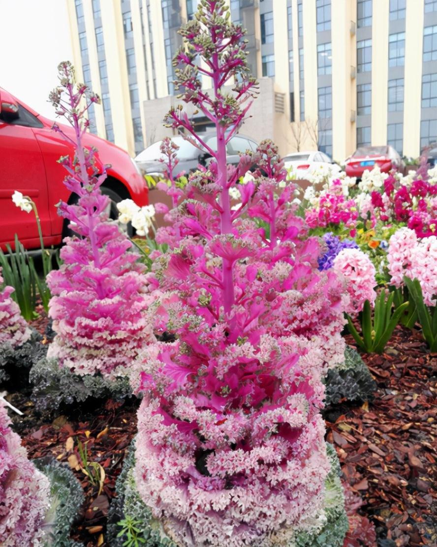 6种常见的“漂亮花”，好养少浇水，养成盆景“身价”翻倍