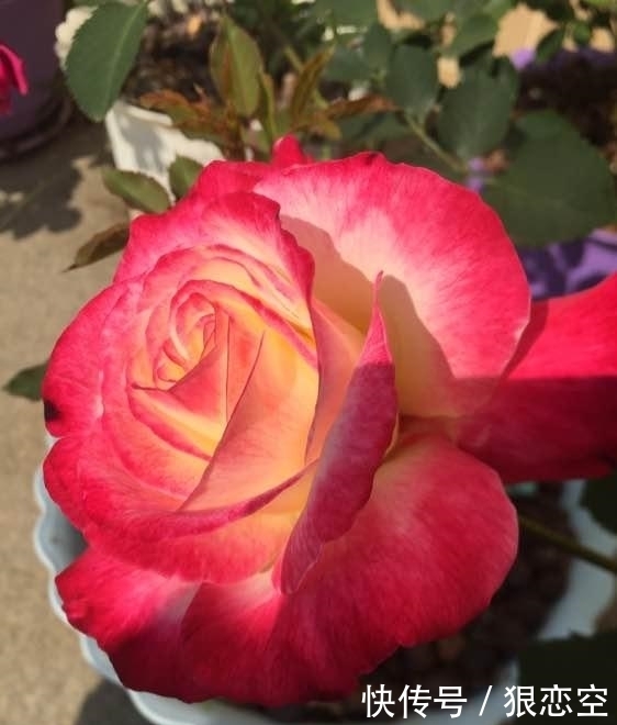 花色|最香的月季花,四季开花,花朵极大,花色艳丽,比香水还香