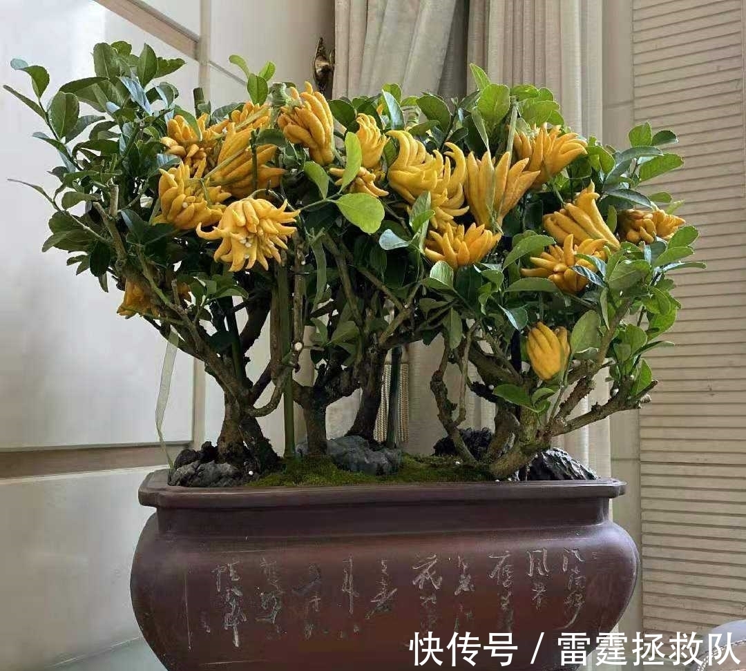 3种“吉利树”,家里种一棵,多福高寿,子孙也受益