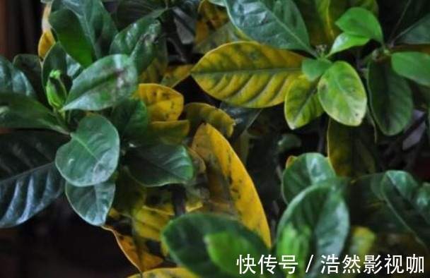 叶子|栀子花老爱长黄叶喷点“救命水”，叶子油绿窜花苞！