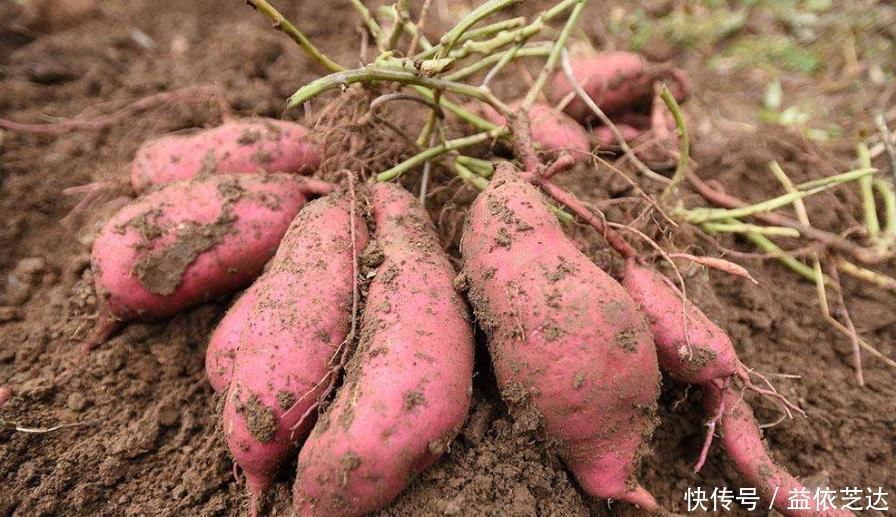 血糖升高什么导致,可能是2种素食,导致你血糖升高