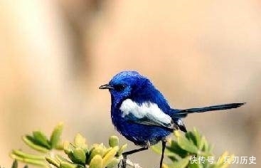 十二首描写鸟的古诗词,爱护鸟儿,更喜欢诗词