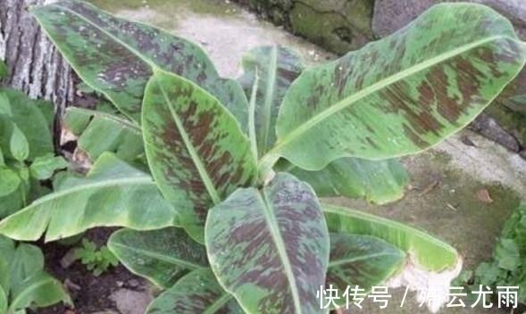 花盆|外公把坏香蕉埋在花盆里,竟长出不一样的盆栽,全家人都看呆了!