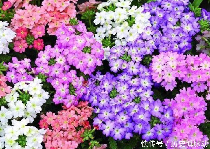 4种花高贵优雅,看了就让人沉醉,花色艳丽又好养