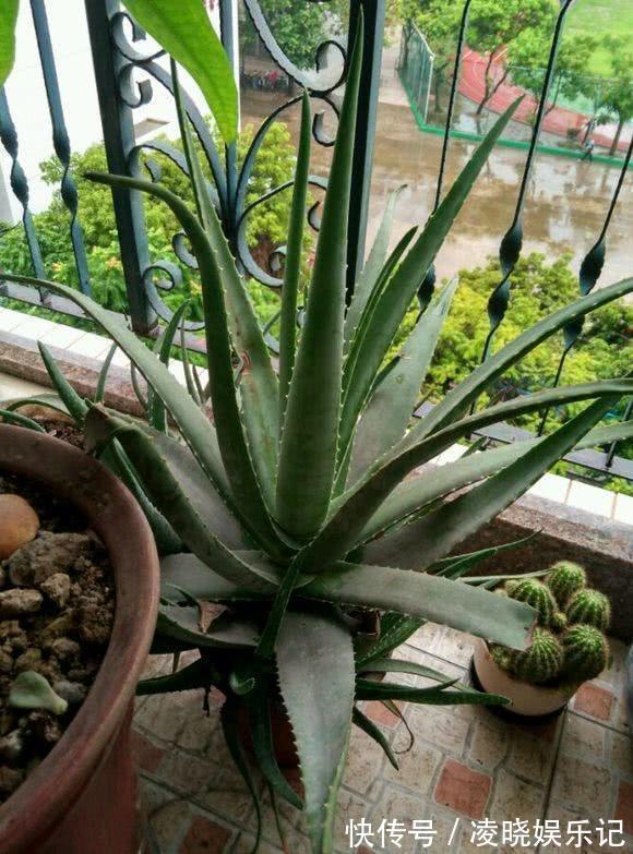 散尾葵|12种“健康花”,家里没太阳,照样长爆盆,贵气漂亮,旺家又养人