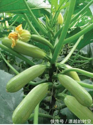 “5种菜”种阳台,漂亮又好养,吃了一茬又一茬,夏天不用出门买