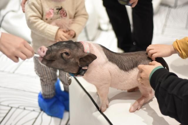 不吃猪了，盘它！春节遛娃约会宝地居然是这儿