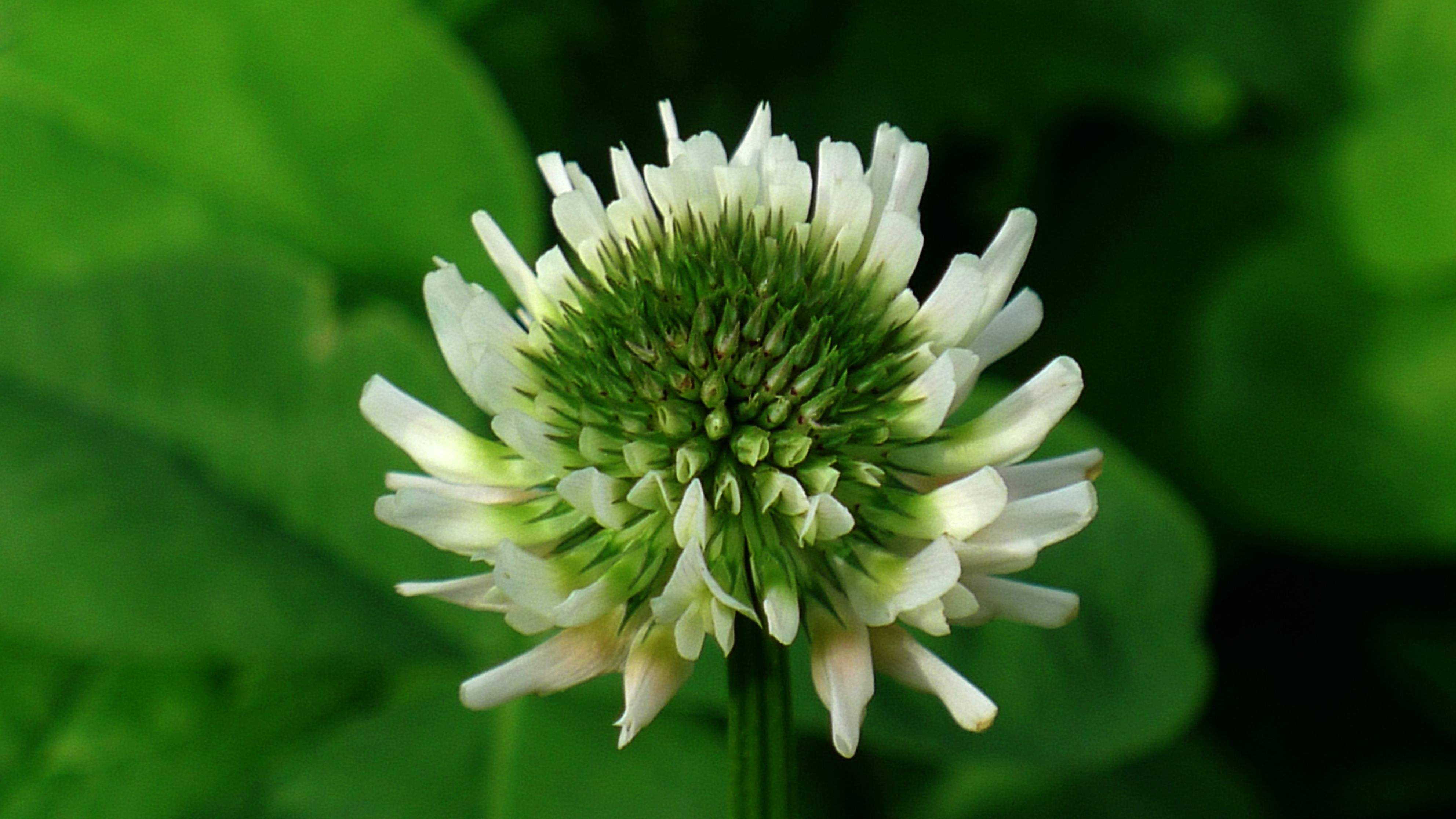 喜欢菊花,不如养盆车轴草,花开赛菊花,美不胜收,寓意吉祥好养
