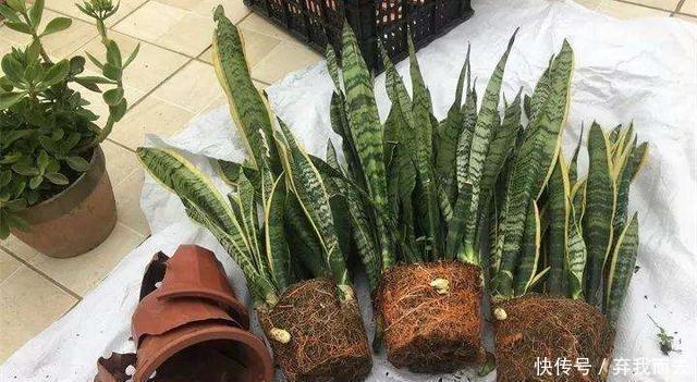 春天|春天给花换盆,“6个坑”不能踩,别心存侥幸,否则换一盆死一盆