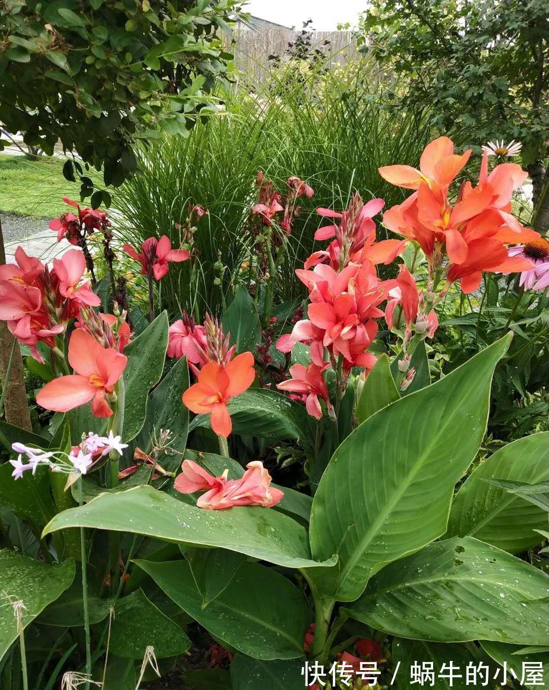 花朵|养花试试这几款，花朵非常鲜艳，很大朵就像美人般那么优雅美丽