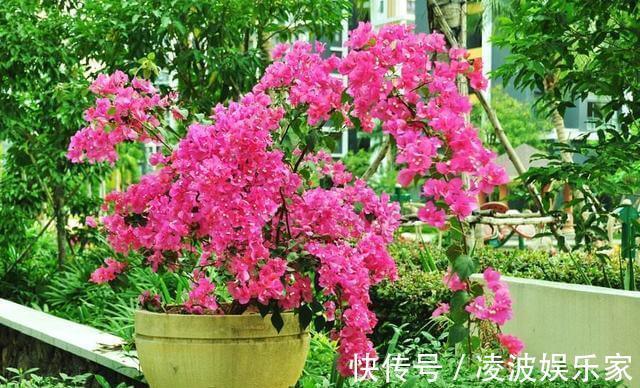 花芽|三角梅有花不开花做好“4件事”,花苞齐刷刷,开成叶子花