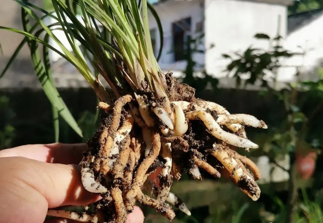 学会使用兰菌，兰花成活率倍增，无论春兰或蕙兰，新手兰友也能懂