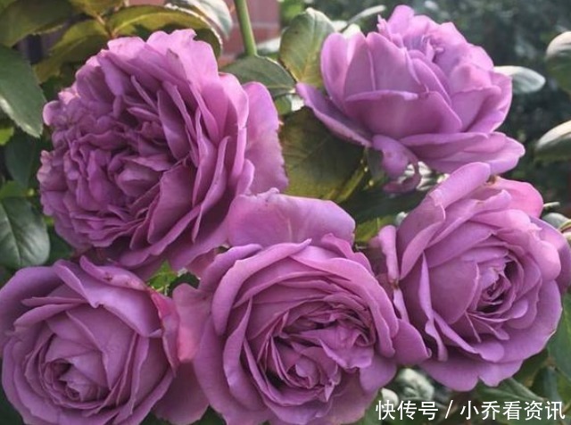 养好月季四大诀窍,年年开花不黄叶,花苞又大又鲜艳,花开满园