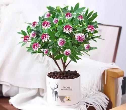 花香|年底什么要养金边瑞香?3个理由,或许能够说服你