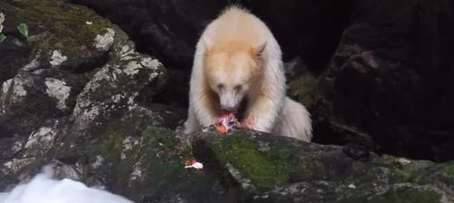 白灵熊捕食鲑鱼 网友却担心它弄污了那一身白色毛发 快资讯
