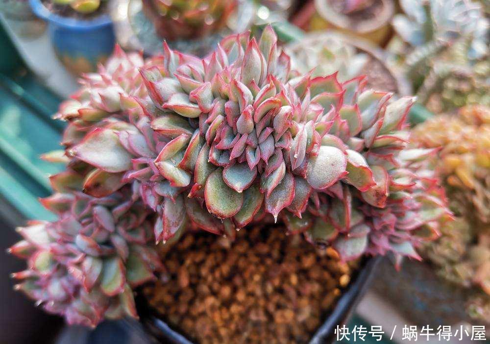 光照|5月,养多肉先检查一遍,看看它们有没有这些症状,休眠了?