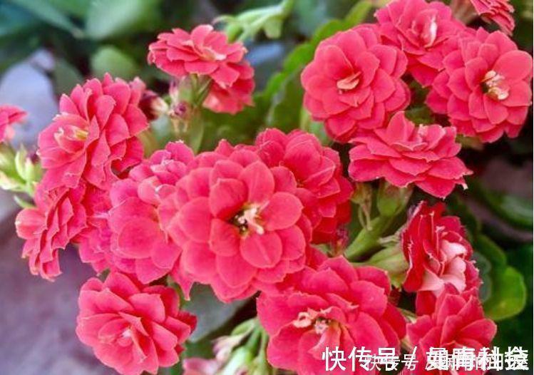 天竺葵|5种花自带财运，一年四季开花不断，花姿优雅，花开直接爆满盆